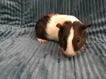 Rescue Guinea Pig Guinea Pigs for Adoption in San Diego, California - Breya BG Two | PetCurious